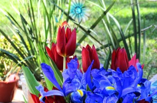 Fiori da seminare in autunno, quali sono e i consigli utili per coltivarli