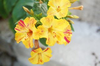 Coltivare le belle di notte, consigli e cure utili