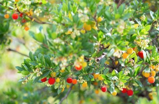 Coltivare il corbezzolo, come curare la pianta dai frutti deliziosi