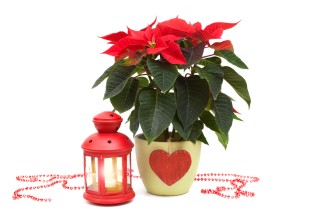 Come curare la stella di Natale, 5 consigli utili per farla vivere a lungo