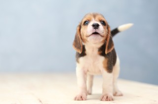 Come abituare un cucciolo a stare da solo in casa senza stress per pet e padrone