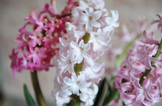 Bulbi giacinto, come si fa la forzatura per farli fiorire in inverno