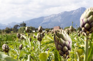 Come coltivare i carciofi, 5  consigli pratici