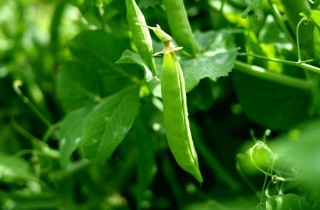 Coltivazione dei piselli, come e quando seminare i gustosi legumi