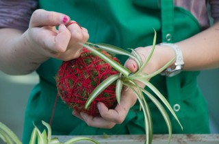 Kokedama: i consigli per realizzarli e curarli