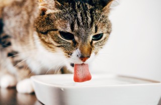 Gatto che non mangia ma beve, le cause e quando chiamare il veterinario