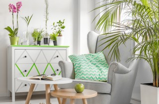 Piante che purificano l'aria, 15 amiche verdi purificatrici