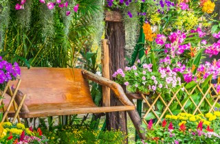 Fiori estivi da giardino: avevi pensato a questi 7?