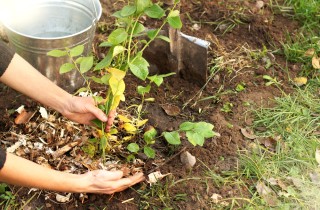 Come riciclare la segatura, 7 usi utili