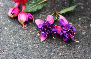 Pianta fucsia appassita, cosa fare