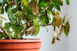 Gardenia secca: cosa fare?