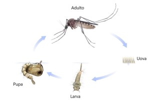 Zanzare: come nascono, dove si riproducono e i posti da controllare
