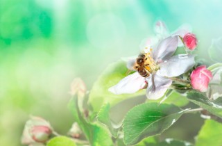 Sognare api: ecco cosa significa