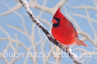 Buon inizio settimana invernale: 7 immagini gratis a tema
