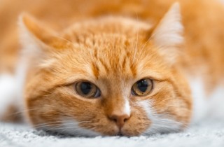 Gatto che vomita spesso: le cause più comuni e come intervenire