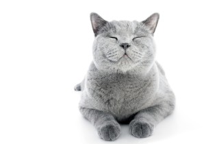 I gatti dei cartoni animati: 6 produzioni da vedere almeno una volta nella vita