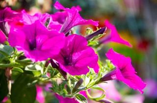 Come coltivare le petunie: 7 consigli utili