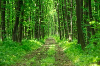 Frasi sulla natura, le citazioni più intense