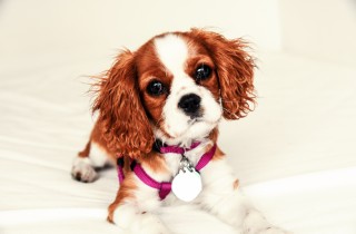 Come fare una medaglietta per cani personalizzata