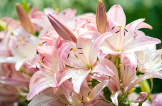 Come coltivare il giglio: 13 consigli utili