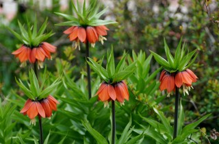Come coltivare la fritillaria: 9 consigli utili