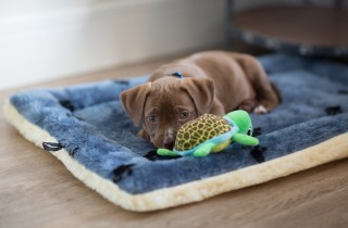 Prendersi cura di un cucciolo di cane: 15 consigli per non sbagliare