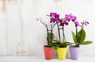 Piante da interno con fiori: nomi e foto delle più belle