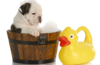 Lavare un cucciolo di cane: quando e come farlo