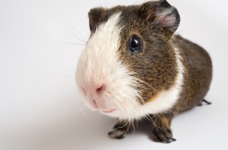 Come allevare una cavia peruviana, i consigli