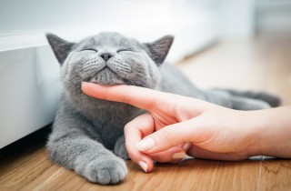 Giornata del gatto: 4 cose che i nostri amici pelosi ci insegnano   