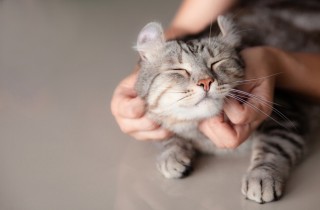 11 frasi sui gatti: le più belle da condividere su Whatsapp e Telegram