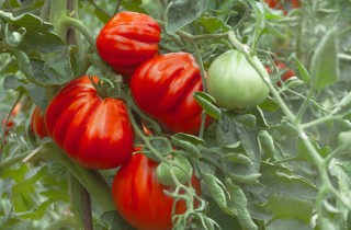 Come coltivare il pomodoro cuore di bue: 12 consigli utili