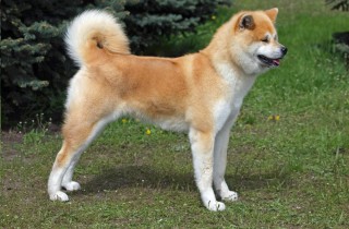 Le razze di cani giapponesi più famose