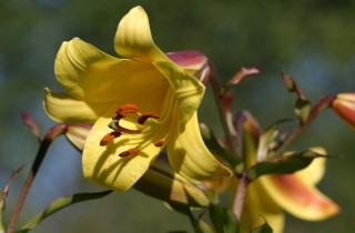 Come rimuovere le macchie di polline dai tessuti di casa