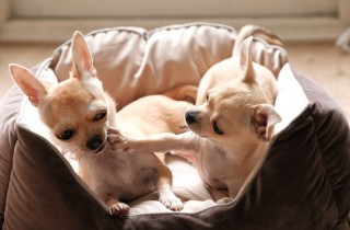 Le razze di cani toy più famose