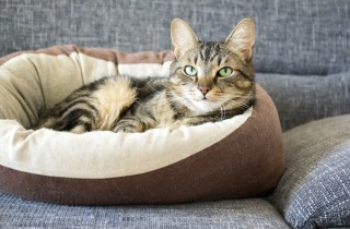 Come pulire la cuccia del gatto e lavare i cuscini