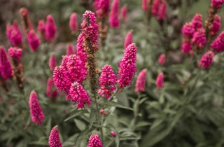 Qual è la differenza tra piante annuali e piante perenni?