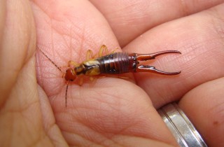 Forbicine, insetti fastidiosi in casa: come allontanarli