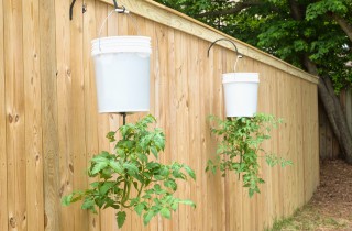 Come coltivare pomodori appesi e capovolti per chi ha poco spazio