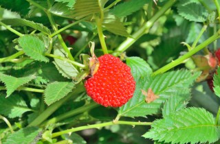 Pianta di lamponi: consigli per coltivarla