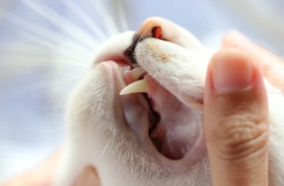 Gengivite nel gatto: cause e sintomi da conoscere