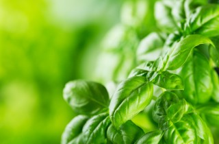 Come raccogliere il basilico: 5 trucchi per non rovinarlo