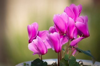 Come avere ciclamini sempre belli