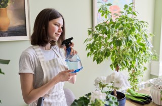 Come coltivare il ficus benjamin: 11 consigli utili