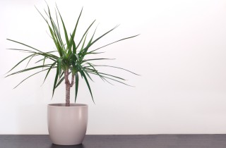 Come coltivare la dracena: 11 consigli utili