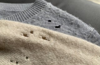 Insetti che fanno buchi nei tuoi vestiti