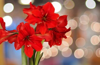 Quali fiori coltivare per Natale: idee e consigli