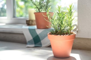 Come coltivare il rosmarino in vaso: 9 consigli utili