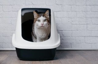 Diarrea nel gatto: le cause e cosa fare se accade