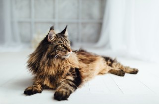 Le razze di gatti da appartamento più famose